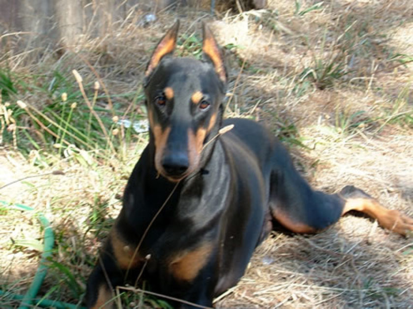 Doberman