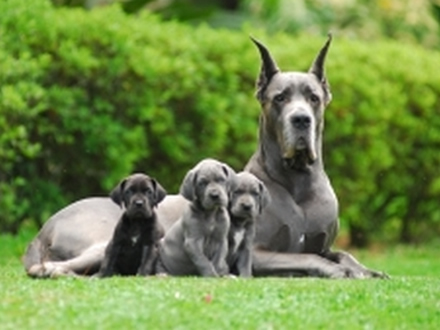 Cão da raça Dogue Alemão  Dogue alemão, Raça de cachorro, Cachorro