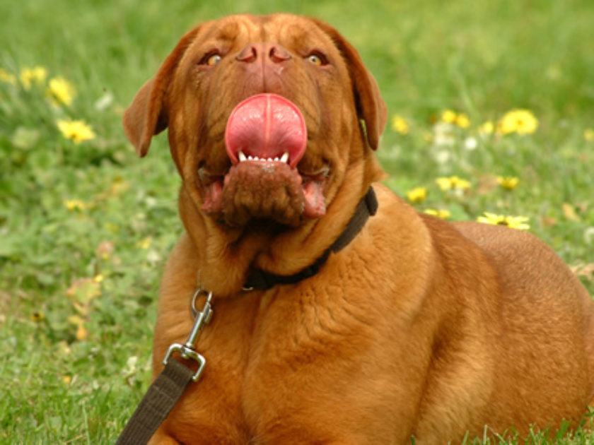 Dogue de Bordeaux