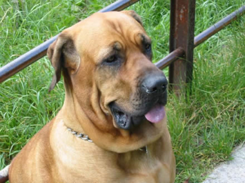 Fila Brasileiro