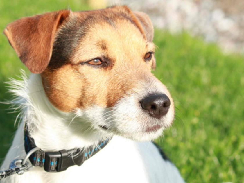 Jack Russel Terrier