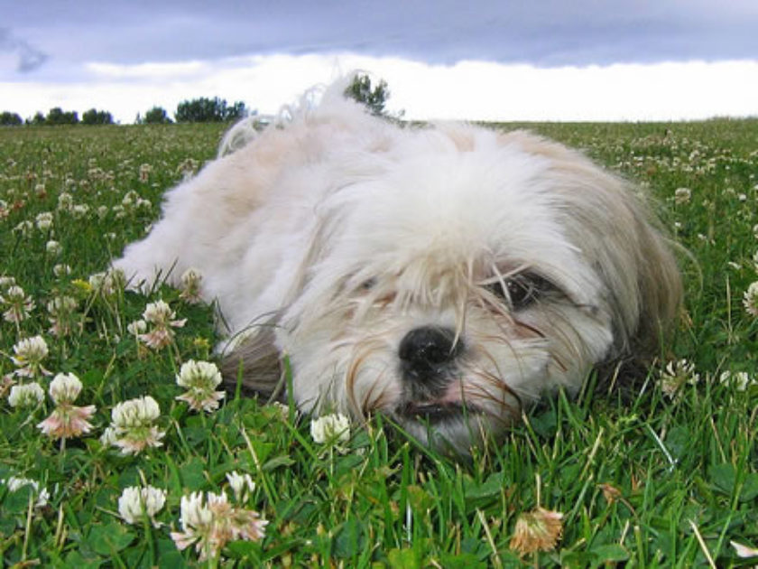 Lhasa Apso