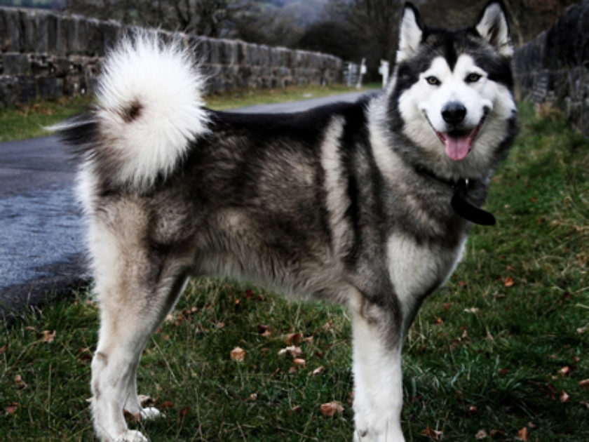 Malamute do Alasca