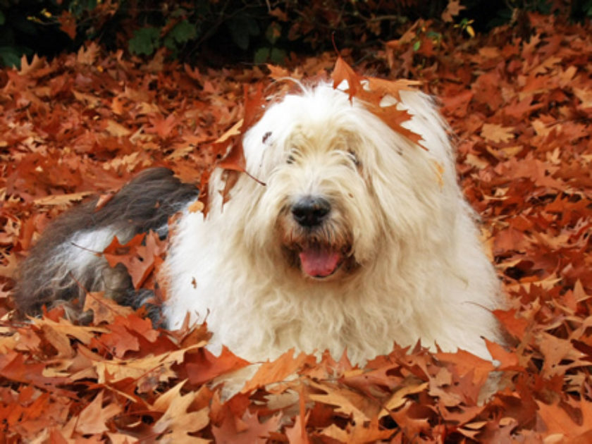 Old English Sheepdog