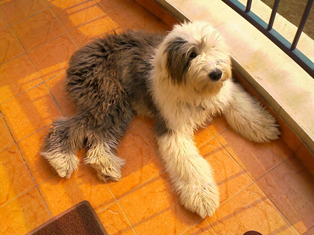 Old English Sheepdog - Saúde Animal