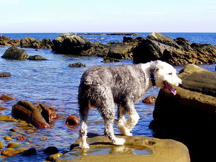 Old English Sheepdogs - Raças de Cães