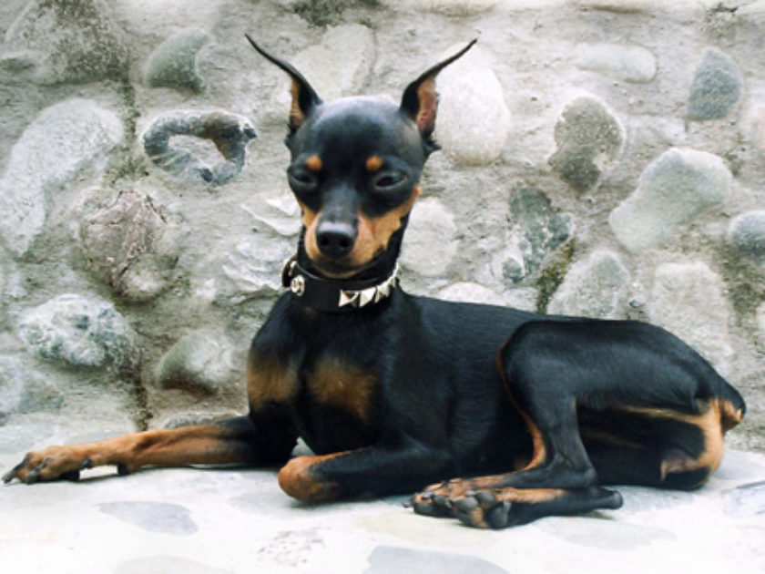 Pinscher Miniatura