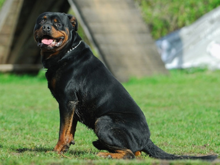 Rottweiler