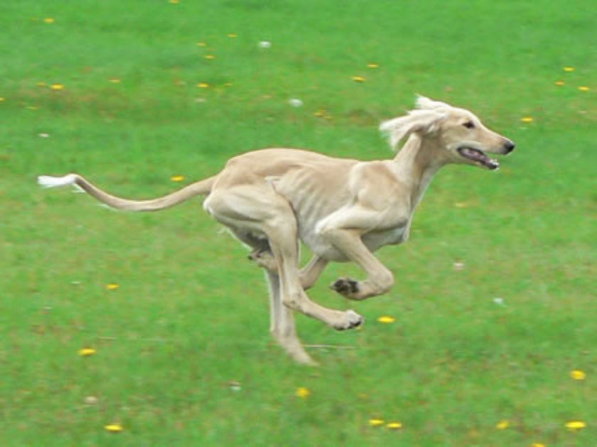 Saluki