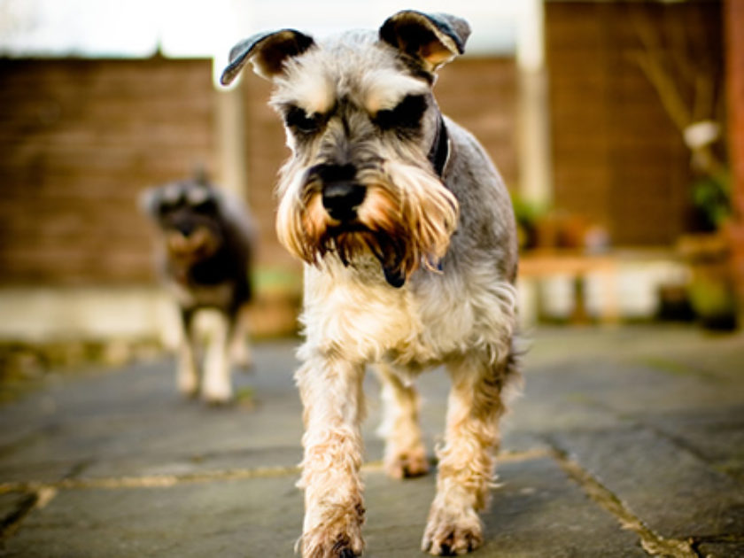 Schnauzer Miniatura