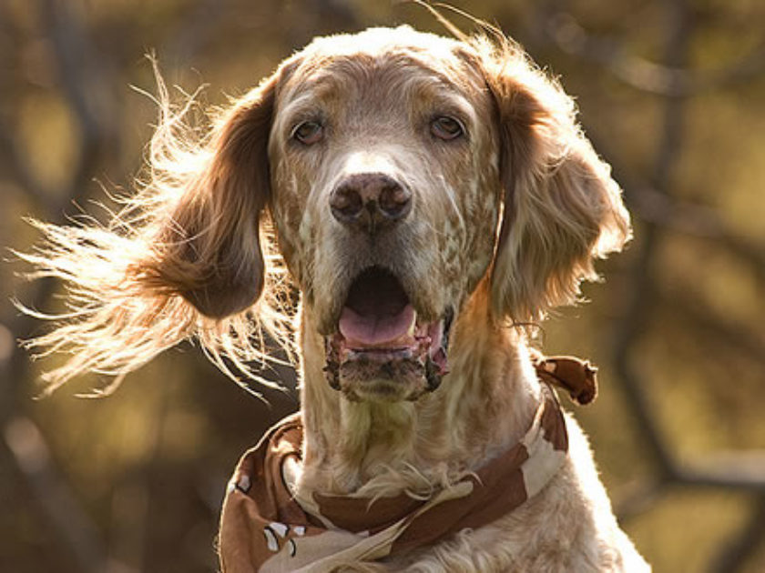 Setter Inglês