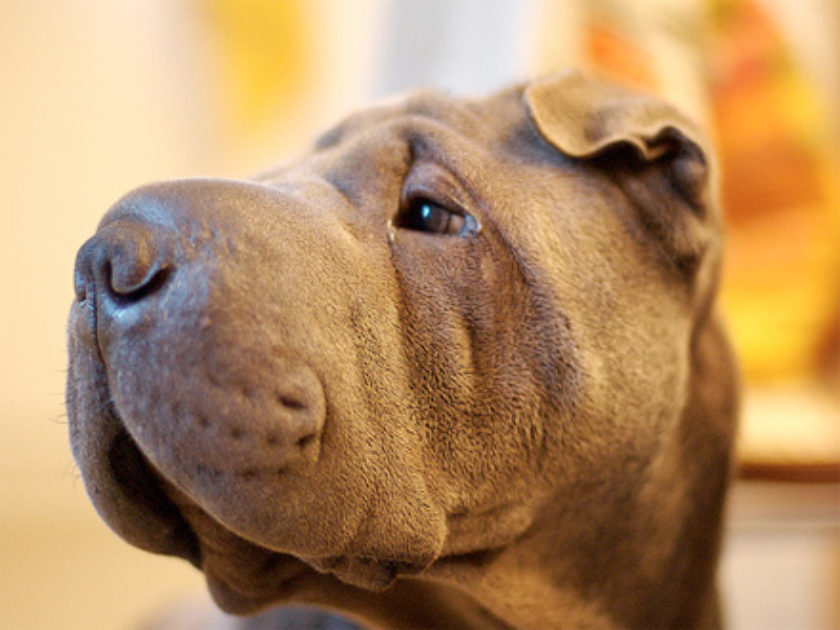 Shar Pei