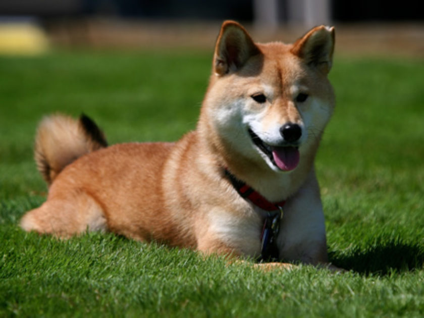 Shiba