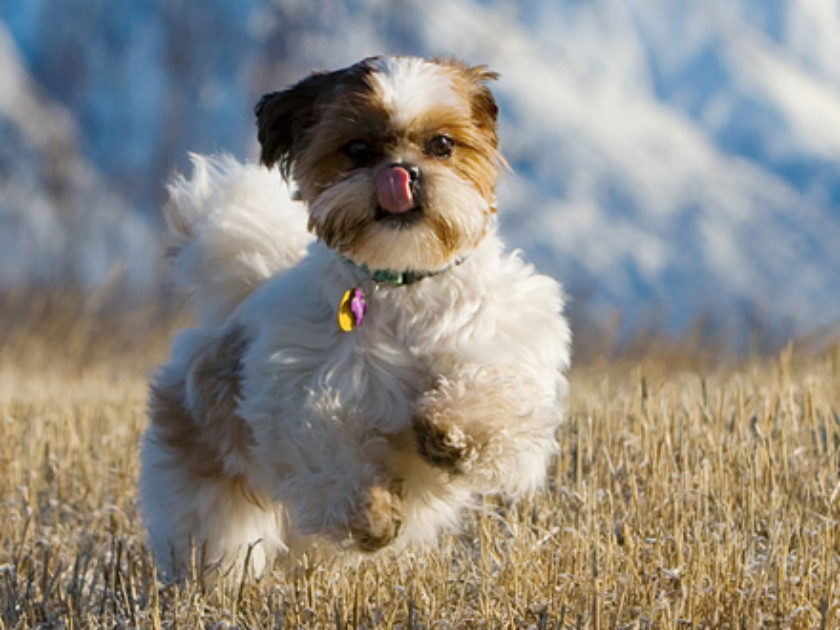 Shih Tzu