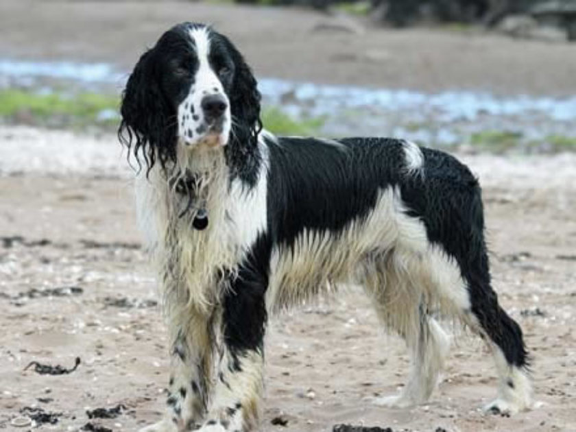 Springer Spaniel Inglês