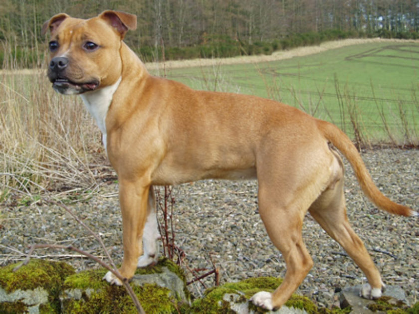 Staffordshire Bull Terrier