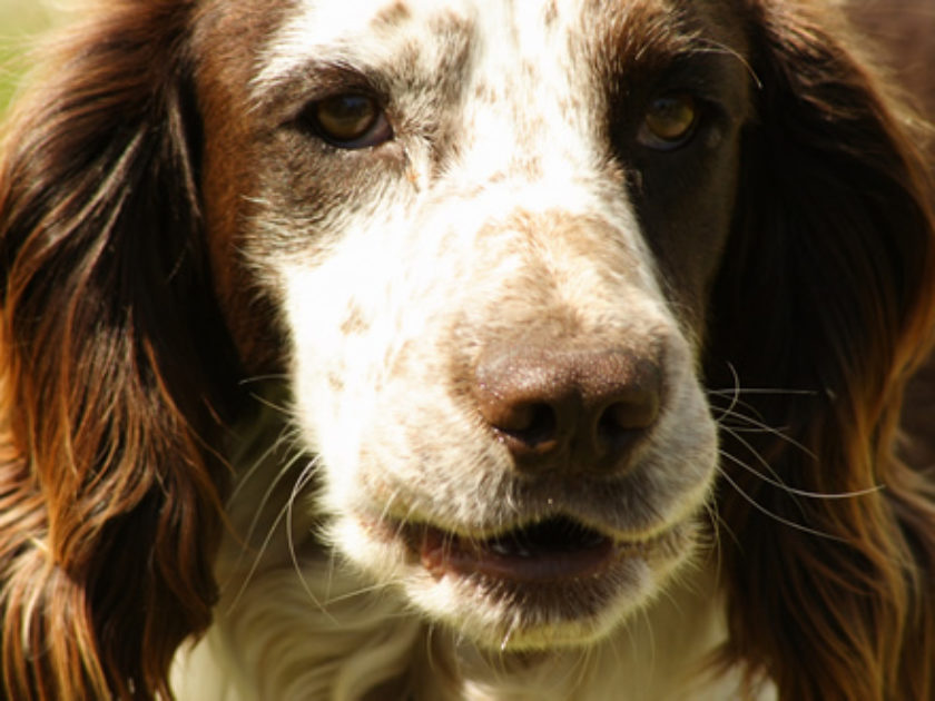 Sussex Spaniel