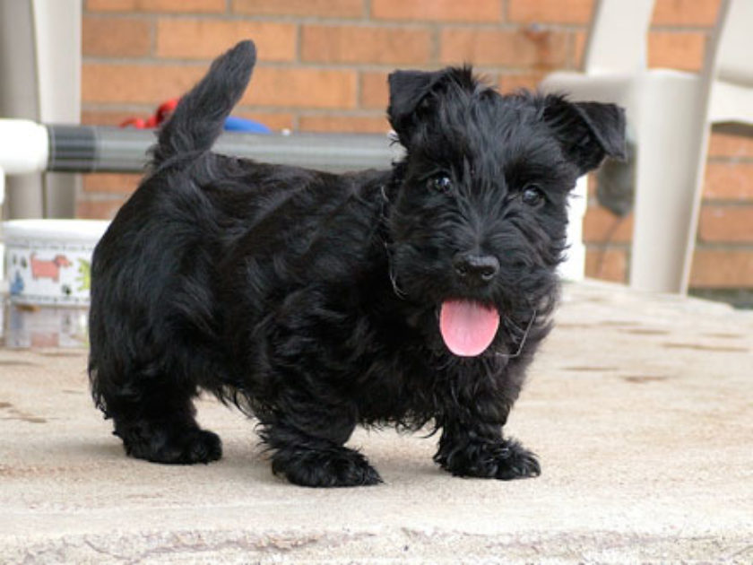 Terrier Escocês
