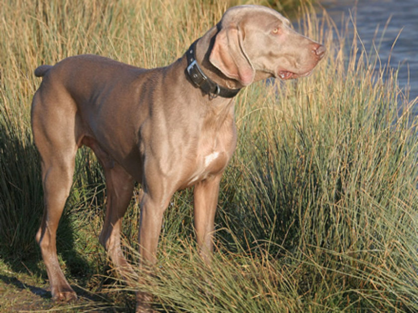 Weimaraner