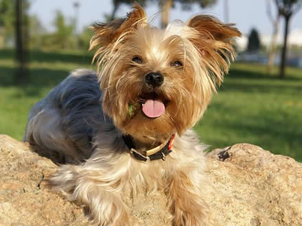 Raça Yorkshire Terrier - Crédito:  http://www.flickr.com/photos/ahhhh/
