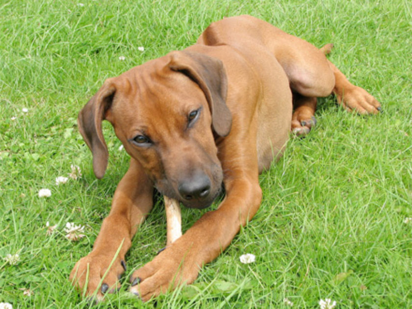 Rhodesian Ridgeback