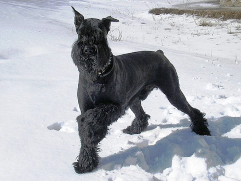 Schnauzer Gigante  