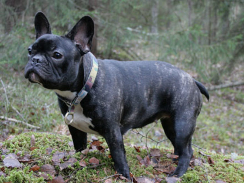 Buldogue Francês 