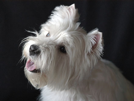 Raça West Highland White Terrier  - Crédito: http://www.flickr.com/photos/randysonofrobert/