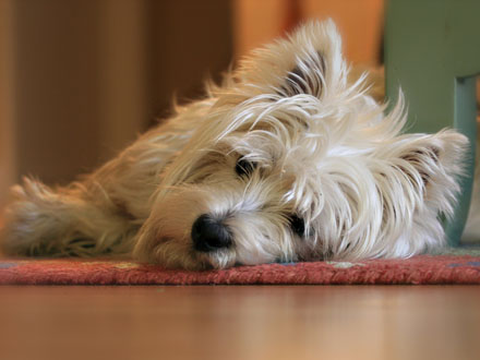 Raça West Highland White Terrier  - Crédito: http://www.flickr.com/photos/a4gpa/