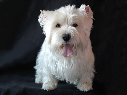 Raça West Highland White Terrier 