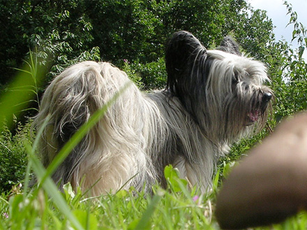 Raça Skye Terrier - Crédito: http://www.flickr.com/photos/lilarwhispers/