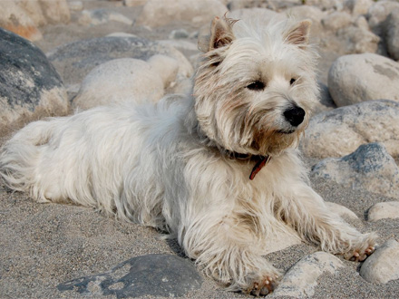 Raça Skye Terrier - Crédito: http://www.flickr.com/photos/standpoodlegirl/