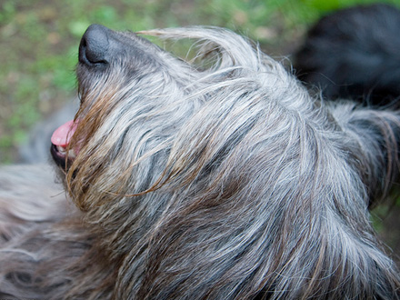 Raça Skye Terrier