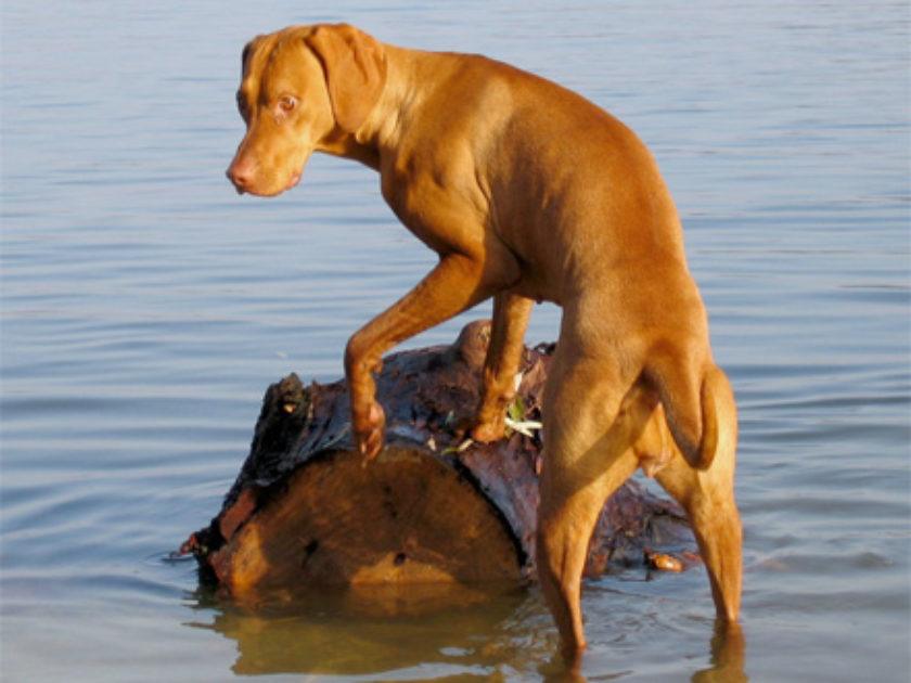 Vizsla