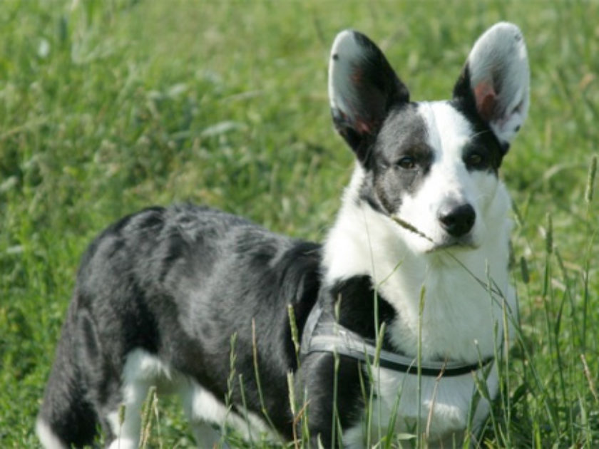 Welsh Corgi Cardigan