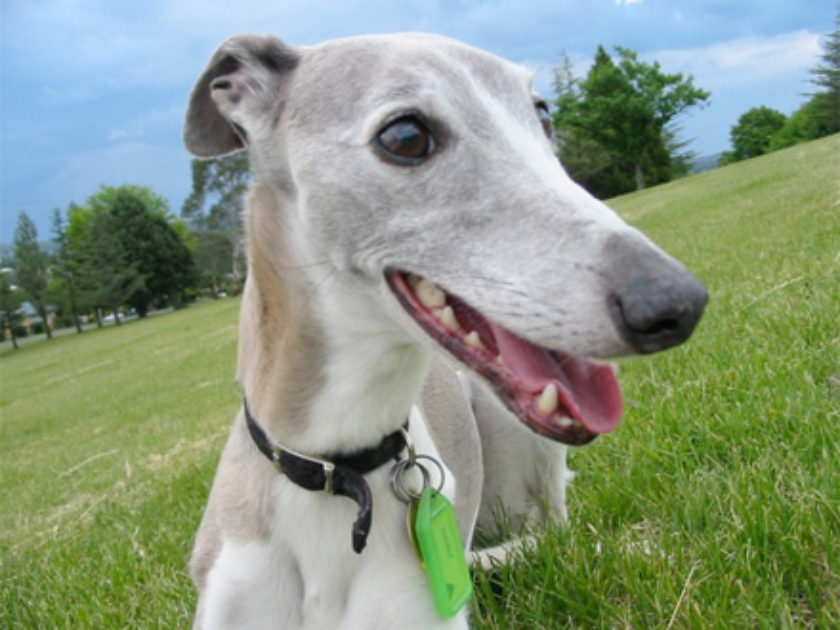 Whippet 