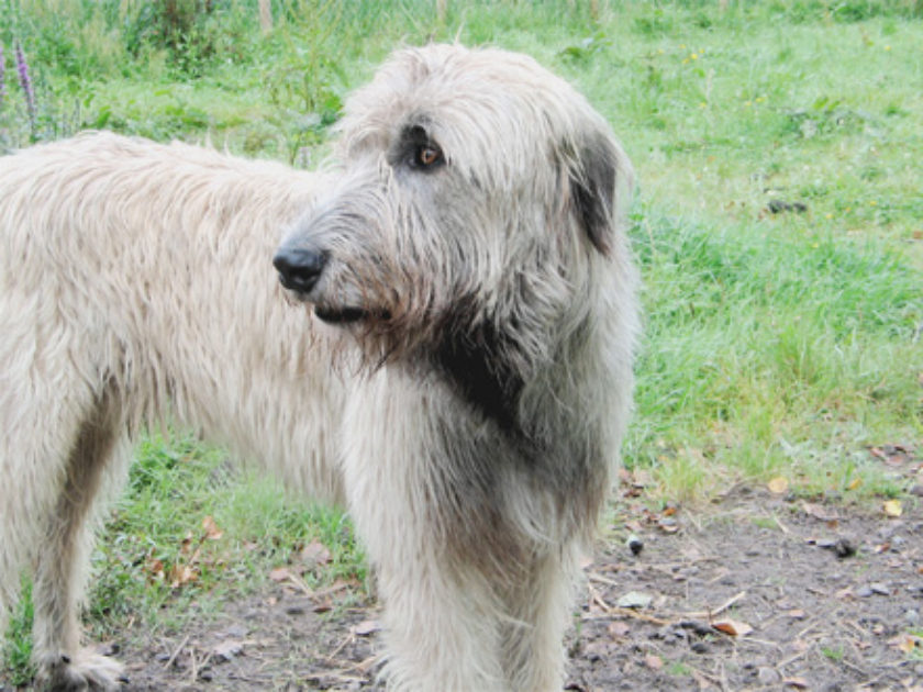 Wolfhound Irlandês