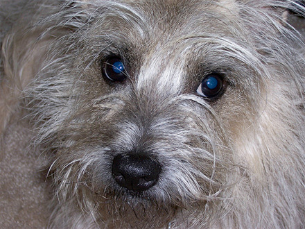 Raça Cairn Terrier  - Crédito:  http://www.flickr.com/photos/28481088@N00/
