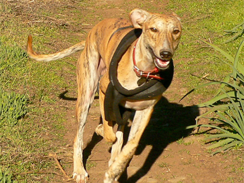 Galgo Espanhol