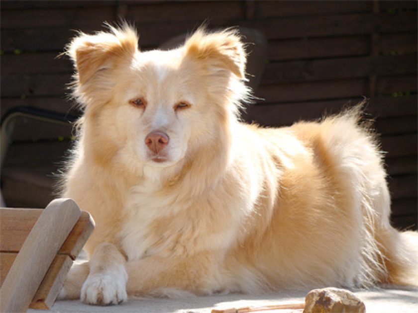 Aidi, Cão do Atlas