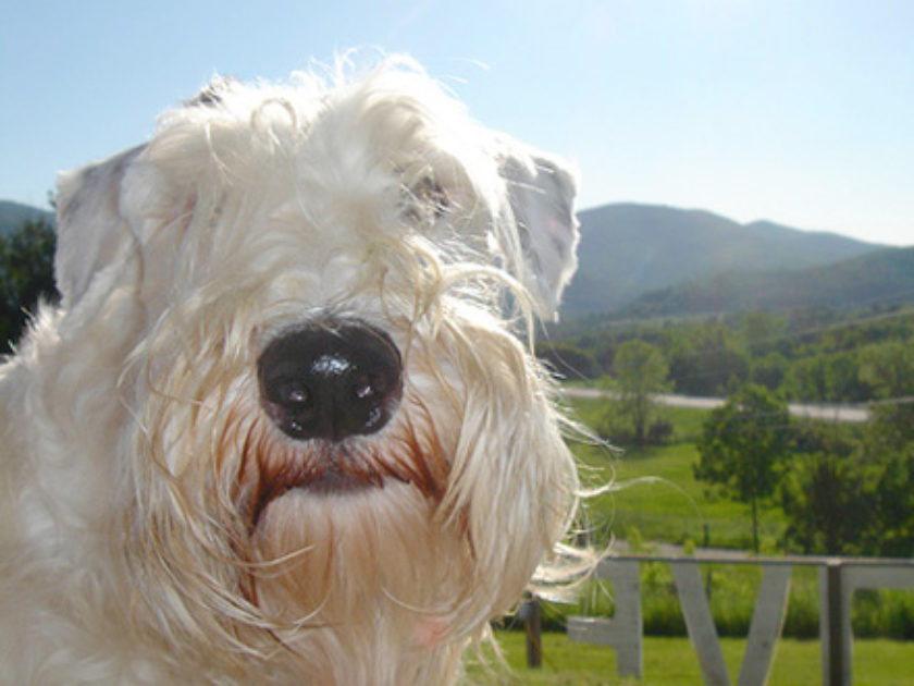 Sealyham Terrier