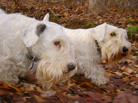 Raça Sealyham Terrier - Crédito: http://www.flickr.com/photos/sannakji/