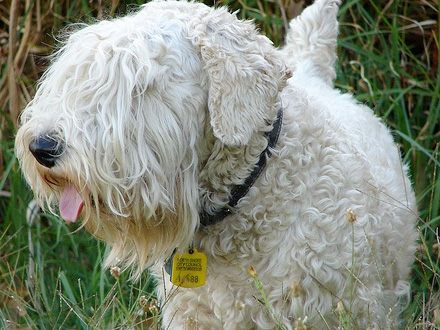 Raça Sealyham Terrier - Crédito: http://www.flickr.com/photos/21236725@N03/