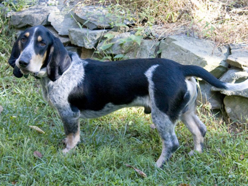 Basset Azul da Gasconha