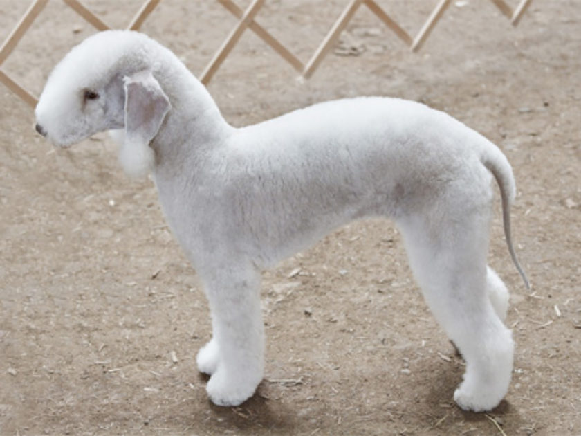 Bedlington Terrier