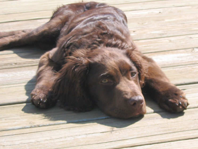 Boykin Spaniel