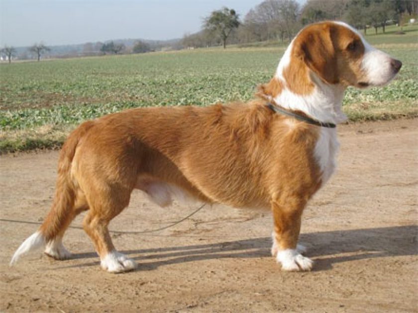 Basset da Westfália