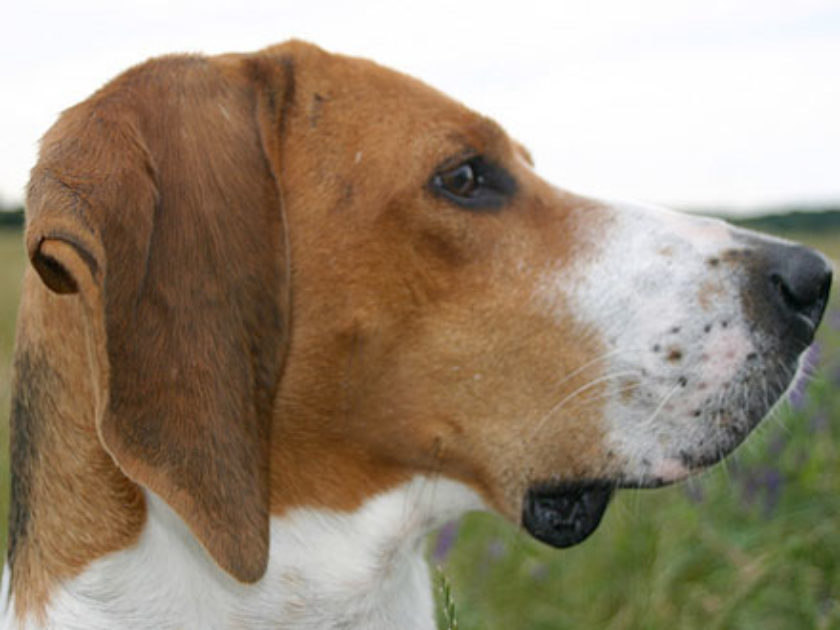 Beagle Harrier