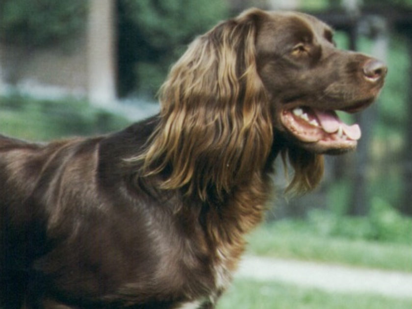 Braco Alemão de Pelo Longo