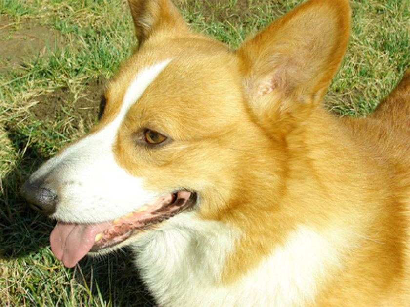 Welsh Corgi Pembroke